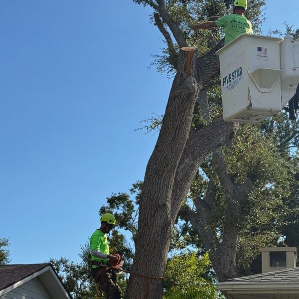 professional arborists working on a tree