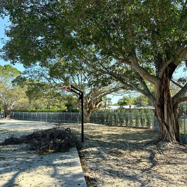 Pile of dead branches and storm debris gathered under large trees, highlighting the need for yard cleanup and safety maintenance