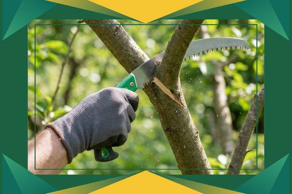 Sarasota Tree Trimming PB Image 1.jpg