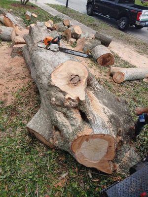 Tree Removal Tree Removal