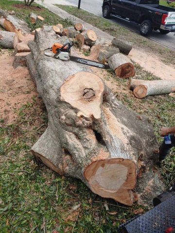 Tree Removal