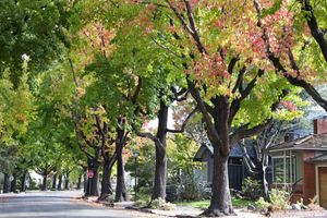 street-with-trees.jpg