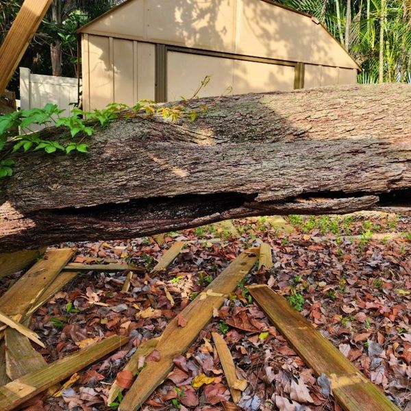 Fallen tree trunk with a deep longitudinal crack and internal rot that has crushed a wooden fence, demonstrating structural failure