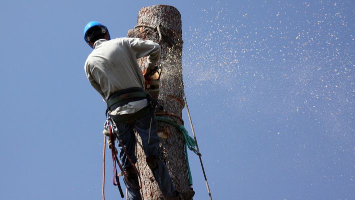 professional tree removal