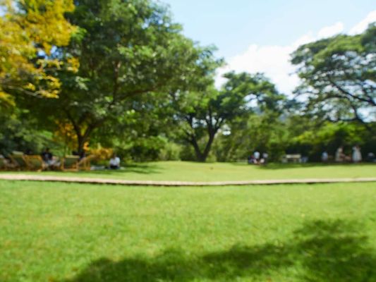 trees-zoomed-out.jpg