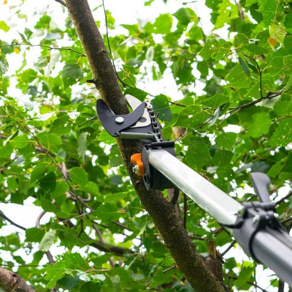 tree trimming services