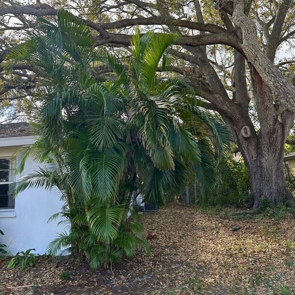 a tree posing a dangerous threat to a home