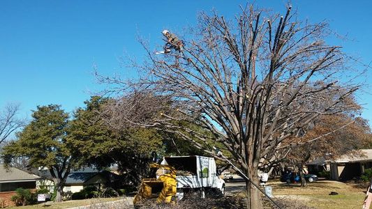 Tree Trimming