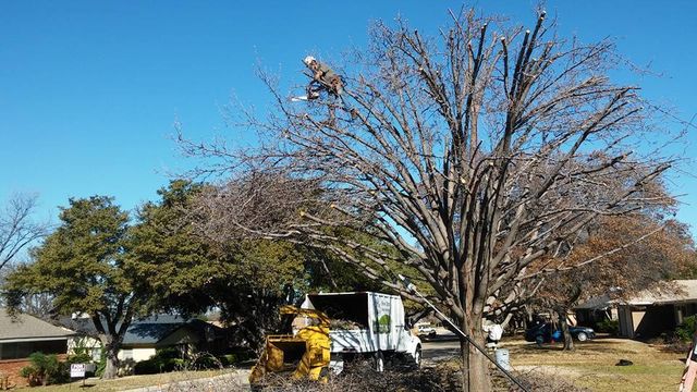 Tree Trimming