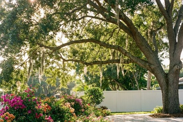 Sarasota Tree Trimming PB Image 3.jpg