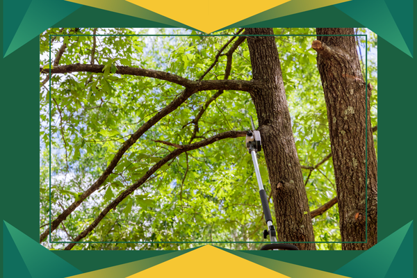 Removing a tree by trimming dangerous branches first. M330554 - Page Build Images.png