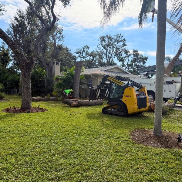 tree clearing in front of a home