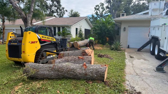a professional tree removal service working on a large tree in front of a southern Florida home