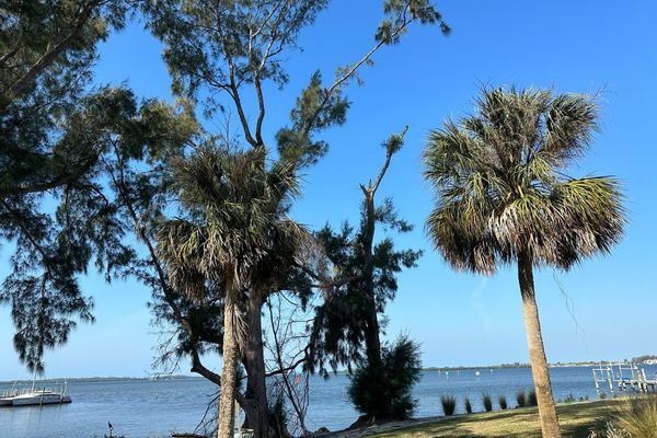 palm trees palm trees