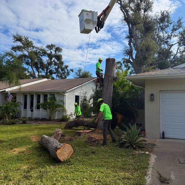 the Five Star Tree Service team cleaning up after a tree removal