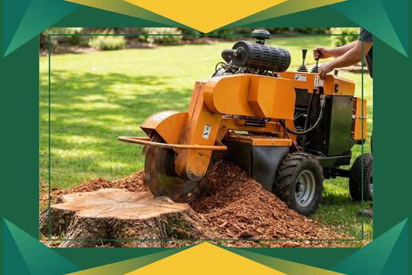 Sarasota Tree Removal PB Image 4.jpg