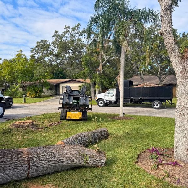 trees close to the street