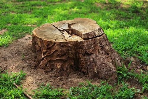 stump stump