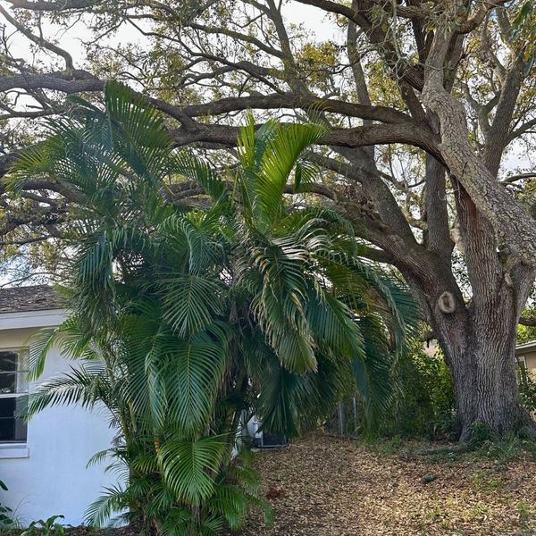 Large tree with thinning canopy and discolored leaves in front of a Sarasota home, indicating potential health decline