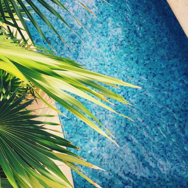 palm tree and aerial view of tile pool