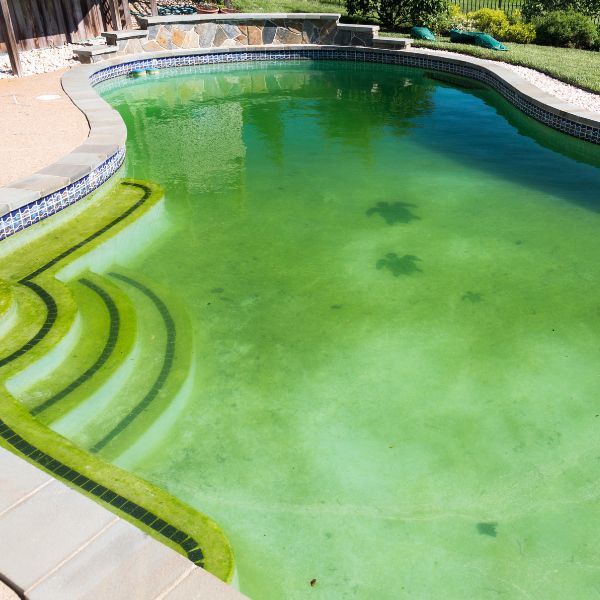 dirty green pool full of algae