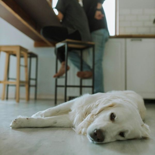 dog sleeping on warm floor in kitchen