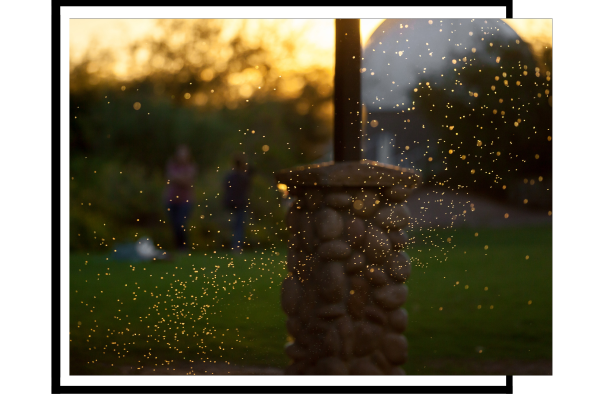 mosquitos buzzing around lamp post