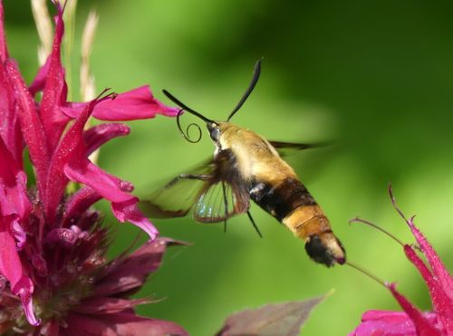 hummingbird moth.jpeg