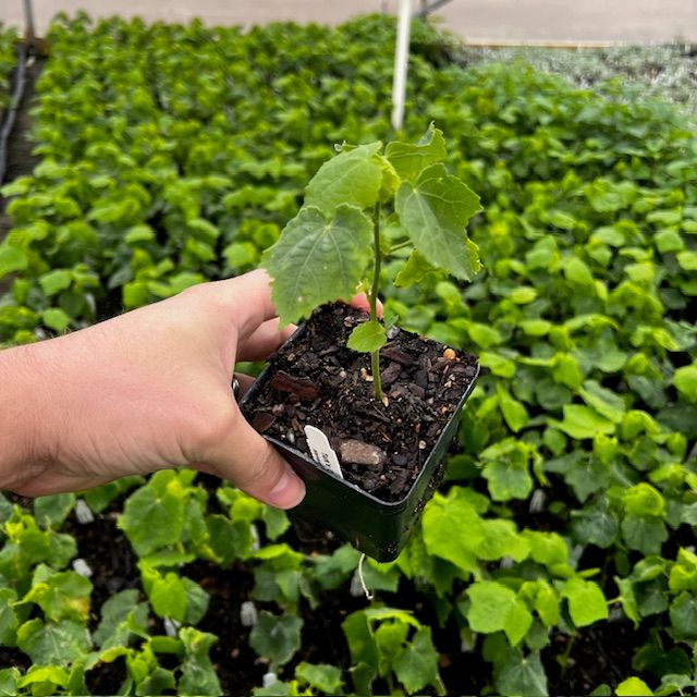Turks Cap 4inch.jpg