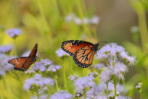 Gregg's Mistflower 1.jpeg