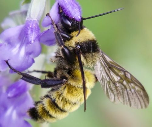 Bumblebee.jpeg