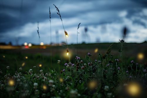 Firefly sky.jpeg