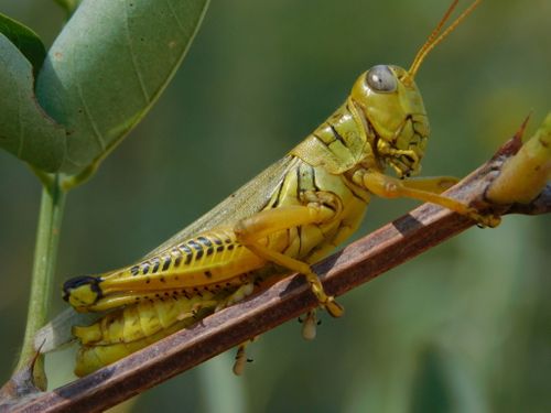 Grasshopper.jpeg