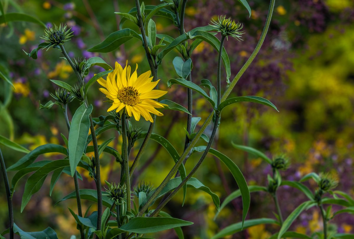 Maximilian Sunflower 1.jpeg