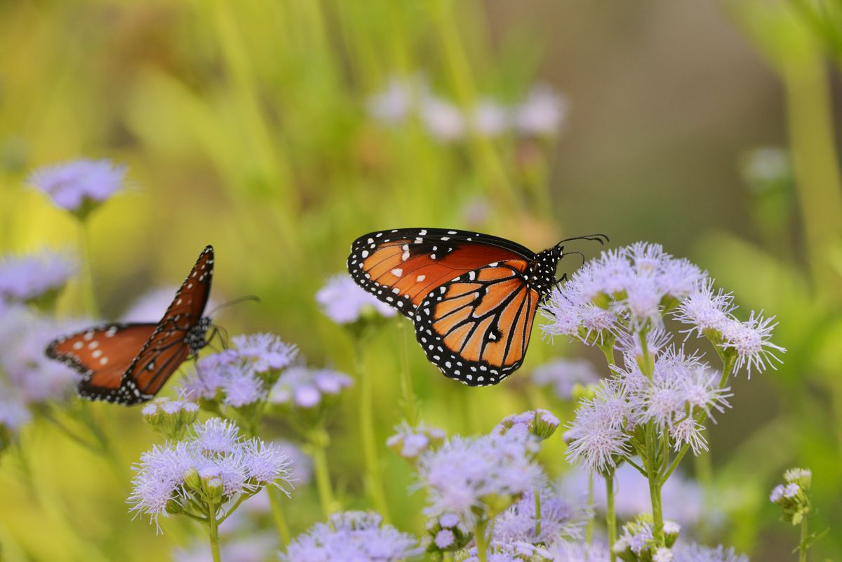 Gregg's Mistflower 1.jpeg