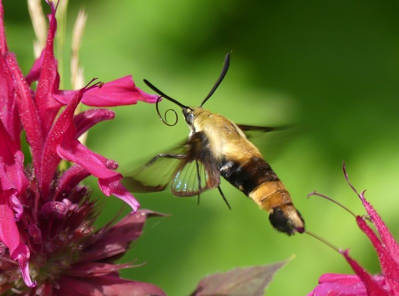 hummingbird moth.jpeg