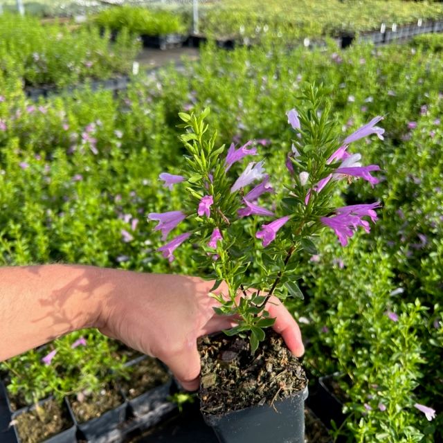 Mexican Oregano 4inch.jpg