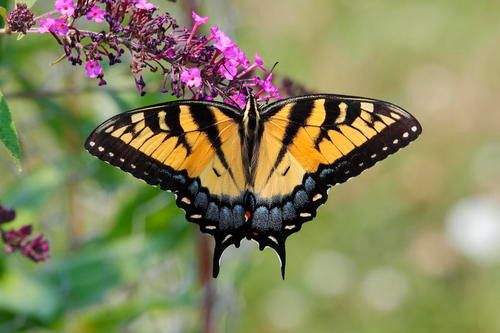 Eastern Tiger Swallowtail.jpg