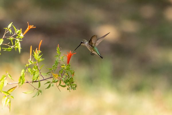 Flame Acanthus 2.jpeg