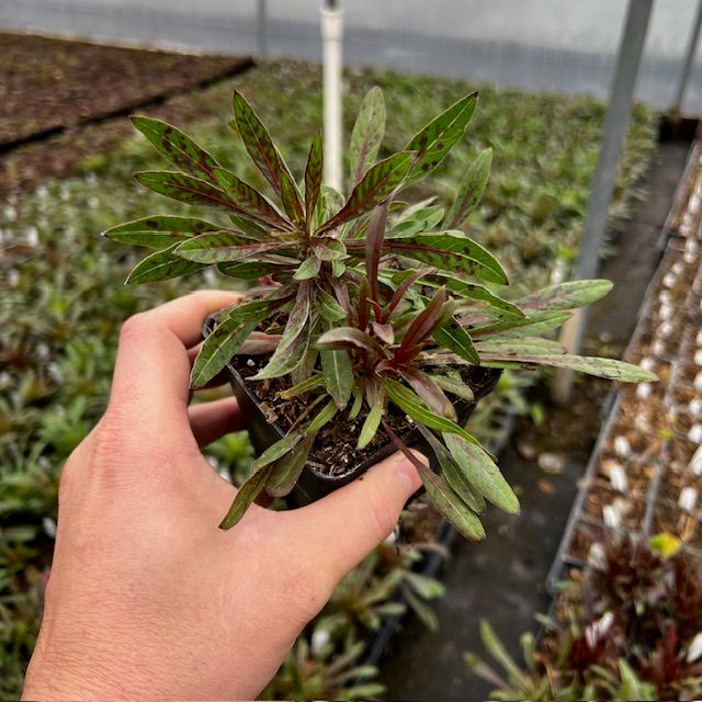 Gaura Pink 4inch.jpg