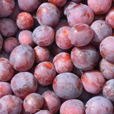 Santa Rosa plum bob wells.png