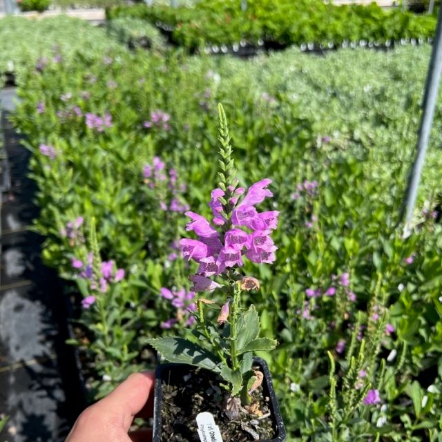 Fall Obedient Plant 4inch.jpg