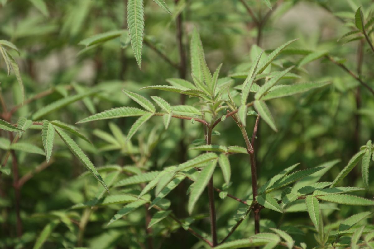 Copper Canyon Daisy 1.jpeg