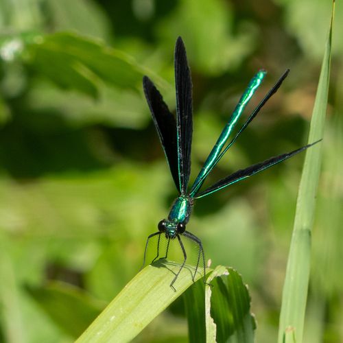 Ebony Jewelwing.jpg
