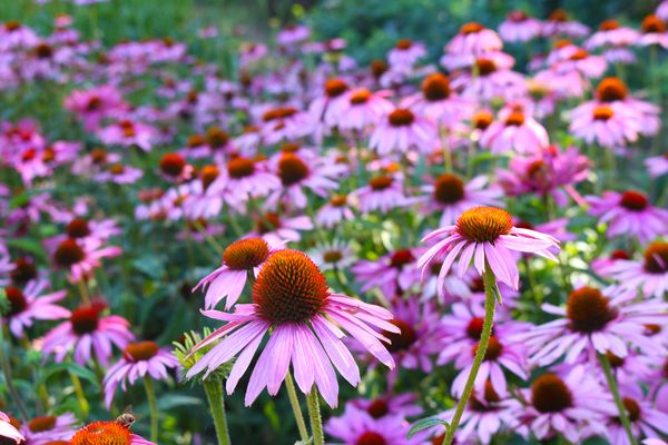 Purple Coneflowers.jpeg
