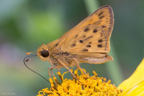 Fiery Skipper.jpg