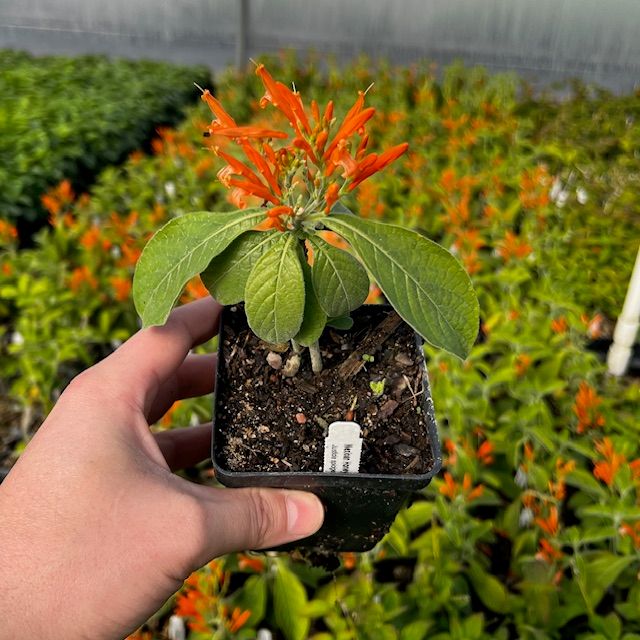 Mexican Honeysuckle 4inch.jpg