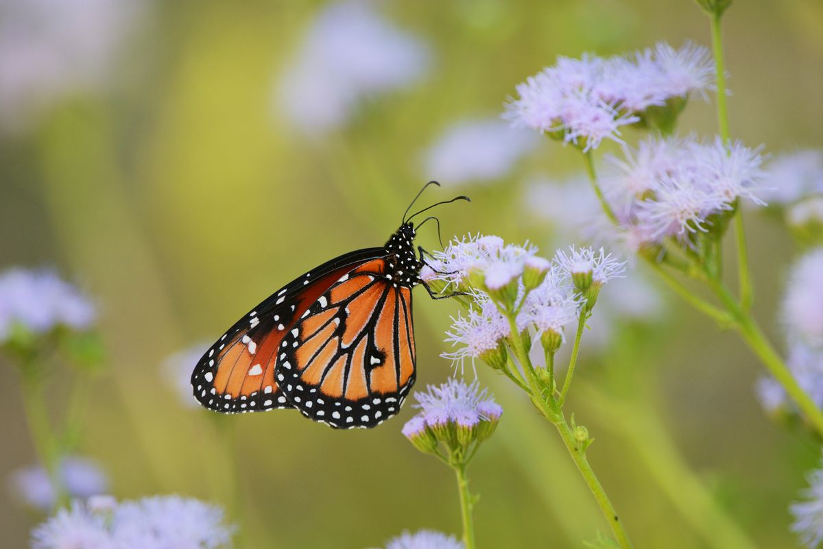 Gregg's Mistflower 2.jpeg