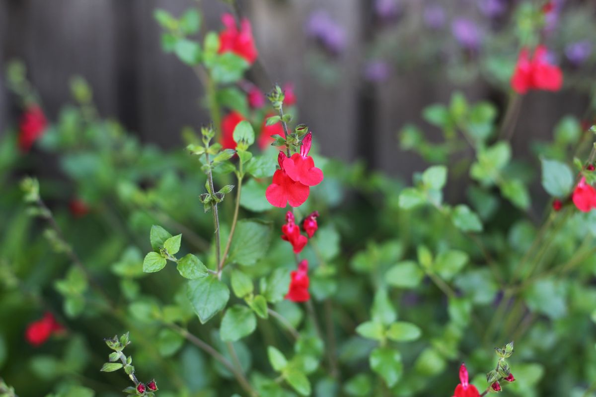 Autumn Sage Red 1.jpeg