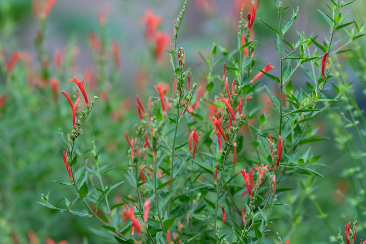 Flame Acanthus 1.jpeg